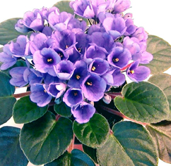 My violet Series by Optimara