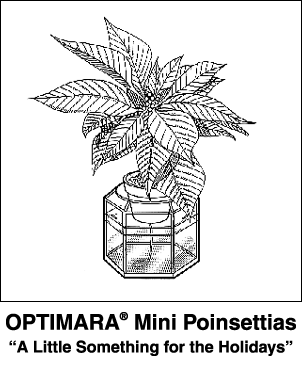 Mini Poinsettia
