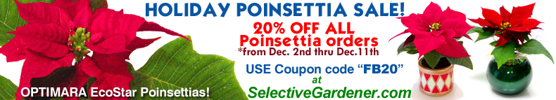 Christmas Sale on Poinsettia - Reduced price!