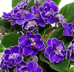 My violet Series by Optimara