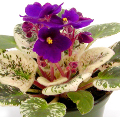 My violet Series by Optimara