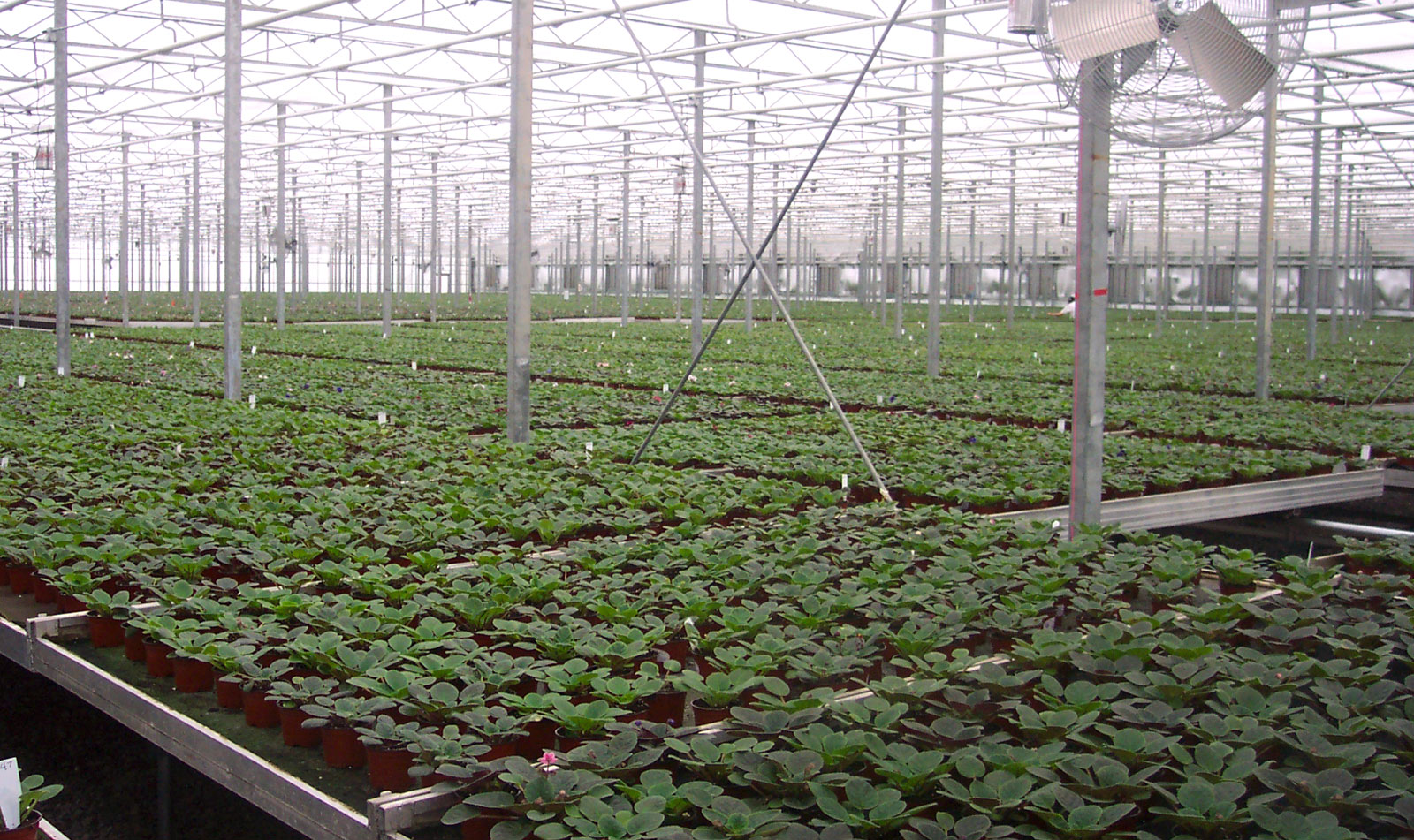 greenhouse facility