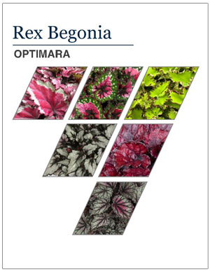 Rex Begonias