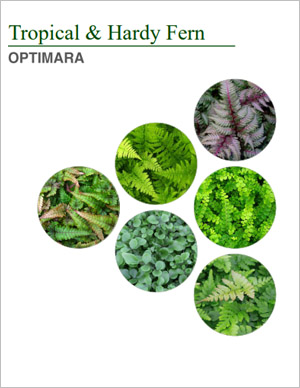 Fern Grower Catalog