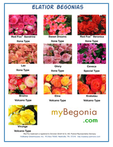 Elatior Begonias