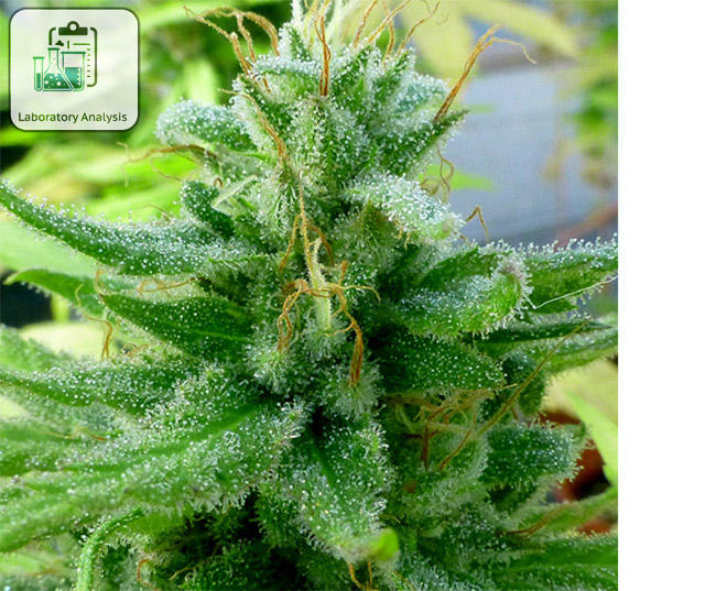Full Panel - Certificate Of Analysis - Microbbial, Pesticides, Metals Full Panel - Certificate Of Analysis - Microbbial, Pesticides, Metals