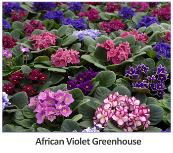 Plant Care Instructions for African Violets