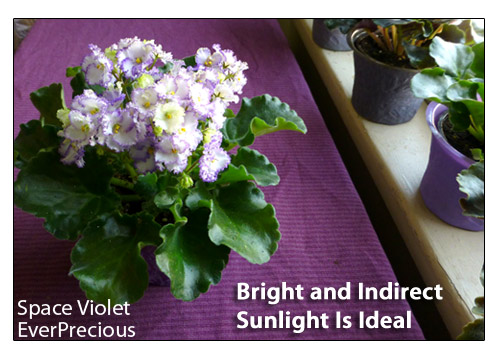La mejor luz para cultivar plantas en interiores violetas africanas