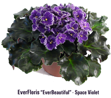Optimara EverFloris: The only "Space Violets" on Earth!