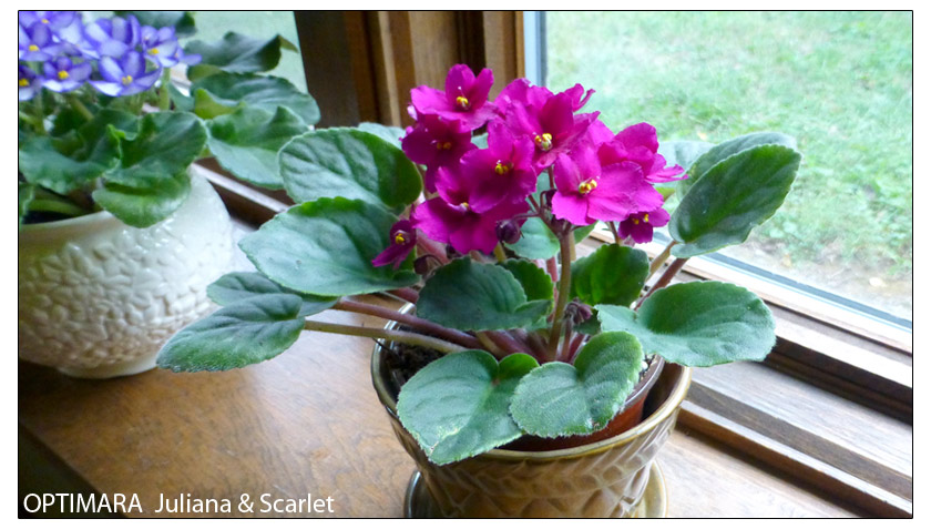 african violet care indoors