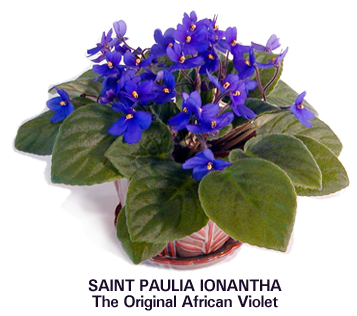 The Original African Violet Breed