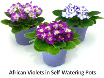 African violet self watering pots 
