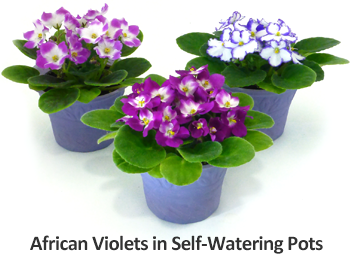 Plant Care Instructions for African Violets