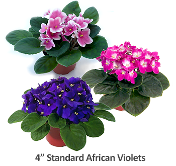 Plant Care Instructions for African Violets