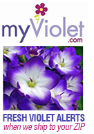 myViolet