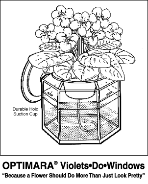 Violets-Do-Windows