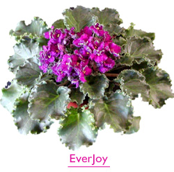 EverJoy Space Violet