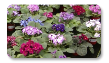Optimara Violet Varieties