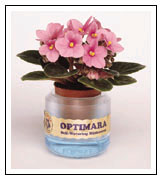 Watermaid, self watering pot for african violets