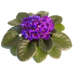 African Violets are healthy with Optimara fertilizer