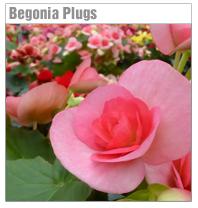Begonia Plugs