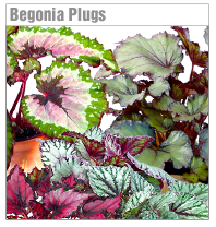 Rex Begonia Plugs