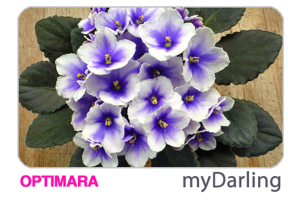 new African violet