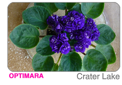 new African violet