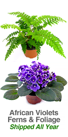 Violets and Exotic Foliage