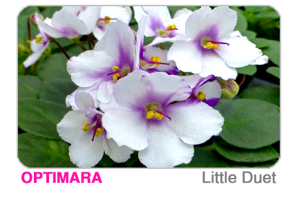 new African violet - Little Trio