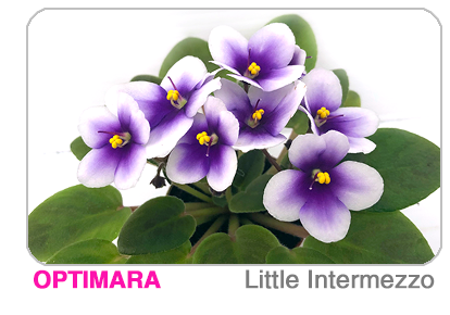 new African violet - Little Trio