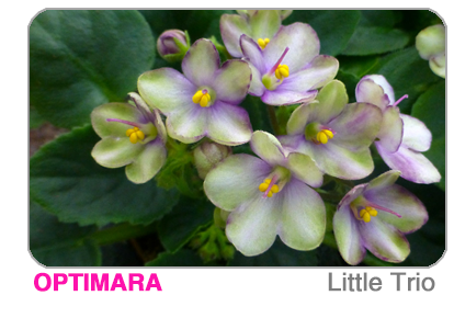 new African violet - Little Trio