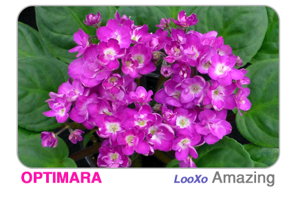 new African violet - Little Trio