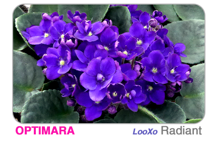 new African violet - Little Trio