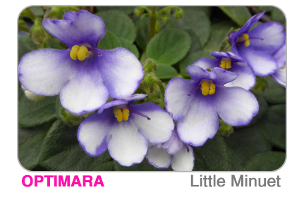 new African violet - Little Trio