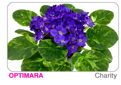 new African violet - Little Trio