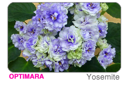 new African violet - Sequoia